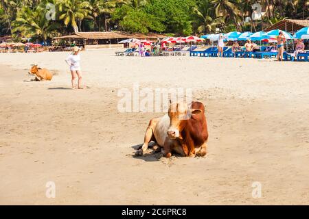 GOA, India - 09 dicembre 2016: Mucca sul Vagator o Ozran antenna spiaggia vista panoramica nel Nord Goa, India. Foto Stock