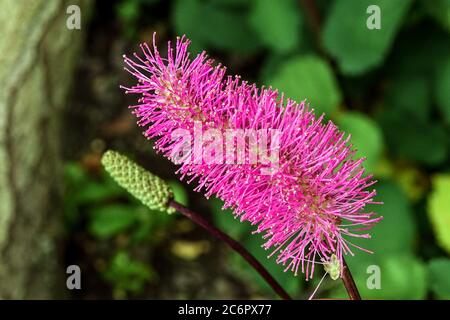 Rosa Giapponese Bottlebrush Sanguisorba obtusum Foto Stock