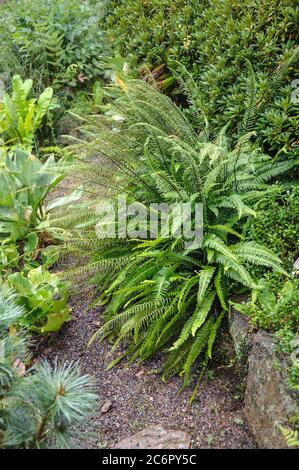 Rippenfarn Blechnum Spicant, Fern Blechnum Spicant Foto Stock