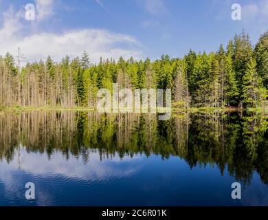 Bellissimo piccolo lago bianco circondato da alta foresta nella british columbia Canada. Foto Stock