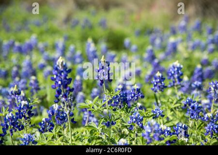 Primo piano di un gruppo di fiori selvatici blu del Bluebonnet del Texas alla luce del sole del mattino Foto Stock