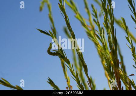 Caterpillar di Autograpa gamma o Silver y Moth Foto Stock