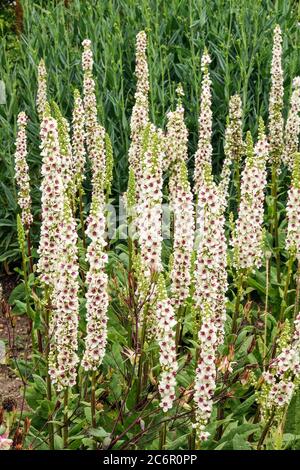 Nettle-leaved Mullein Verbascum chaixii Album Foto Stock