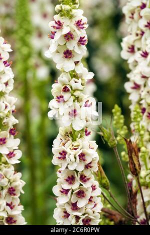 Nettle-leaved Mullein (Verbascum chaixii Album) Foto Stock