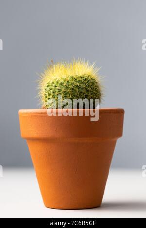 Primo piano di cactus mammillaria in terracota creta pentola su sfondo grigio Foto Stock