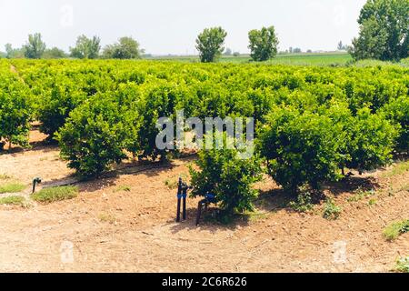 File di aranci (Citrus chinensis) che crescono in frutticoltura o frutteto biologico irrigato da sistema di irrigazione a goccia in sole caldo asciutto Antalya Foto Stock