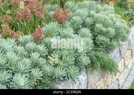 Mittelmeer-Wolfsmilch Euphorbia caratteri ARGENTEO SWAN, sprurge mediterraneo Euphorbia caratteri ARGENTEO SWAN Foto Stock