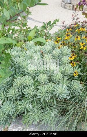 Mittelmeer-Wolfsmilch Euphorbia caratteri ARGENTEO SWAN, sprurge mediterraneo Euphorbia caratteri ARGENTEO SWAN Foto Stock