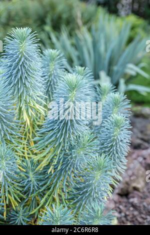 Mittelmeer-Wolfsmilch Euphorbia characias subsp. Wulfenii, spurge mediterraneo Euphorbia characias subsp. Wulfenii Foto Stock