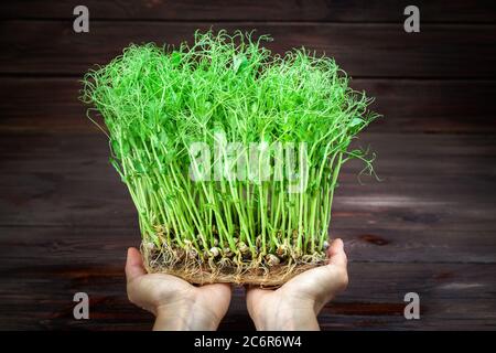 Le mani della donna tengono germogli di piselli microrverdi. Concetto di alimentazione vegana e sana. Germogli crescenti. Foto Stock