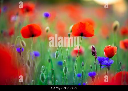 Campo di grano Poppy Fiori Papaver Rhoeas in primavera Foto Stock