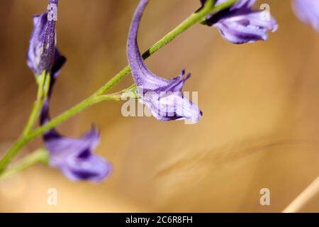 Set di fiori viola, macro fotografia, dettagli, luce, Foto Stock