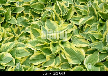 Funkie Hosta Brim ampio, Hosta Hosta Brim largo Foto Stock