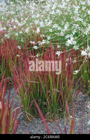 Blutgras Imperata cylindrica Barone Rosso, Preyriekerze Gaura lindheimeri, Erba di sangue Imperata cylindrica Barone Rosso, Prairie Candle Gaura lindheimeri Foto Stock