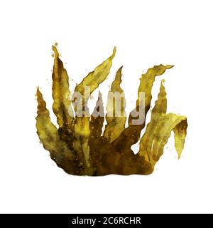 Sea Kelp, acquerello isolato illustrazione di alghe. Foto Stock