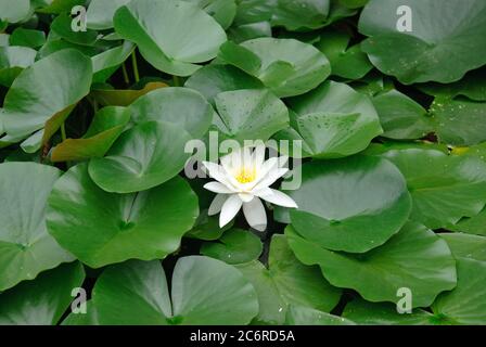 Weisse Seerose Nymphaea alba, giglio d'acqua bianco Nymphaea alba Foto Stock