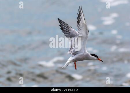 Tern comune, Sterna hirundo, in un modello di hovering pronto per l'immersione per la cattura Foto Stock