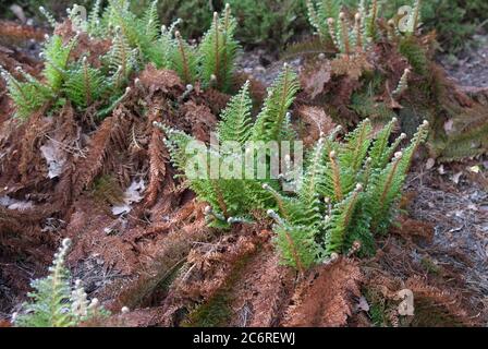 Weicher Schildfarn Polystichum setiferum Plumosum Densum, Soft Shield Fern Polystichum setiferum plumosum Densum Foto Stock