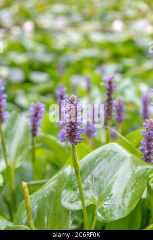 Herzblaettriges Hechtkraut Pontederia cordata, Pontederia cordata Pontederia Foto Stock