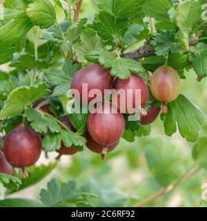 Stachelbeere Ribes uva-CRIspa Redeva, Gooseberry Ribes uva-CRIspa Redeva Foto Stock