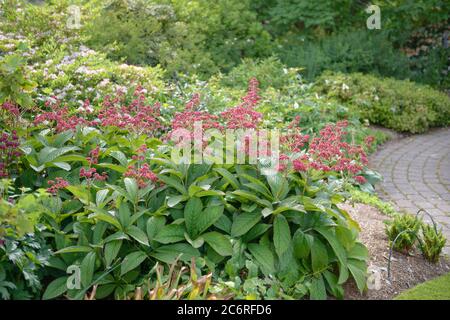Schaublatt Rodgersia pinnata Crug Cardinal, scheda di registrazione Rodgersia pinnata Crug Cardinal Foto Stock