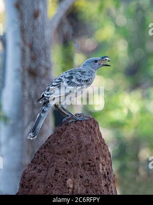 Maschio Great Bowerbird (Chlamydera nuchalis) che si nuce appollaiato su un tumulo di termite, territorio del Nord, NT, Australia Foto Stock