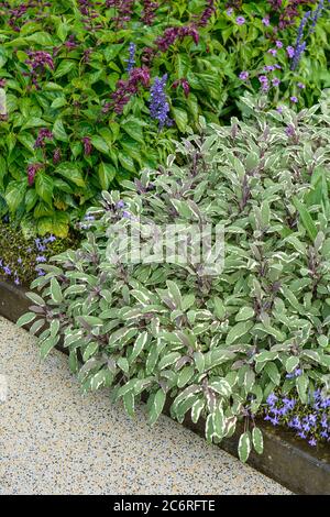 Salbei Salvia officinalis Tricolor, Salvia officinalis Tricolor Foto Stock