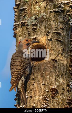 Flicker nord maschio al buco del nido nel Wisconsin settentrionale. Foto Stock