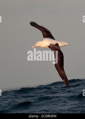 Northern Royal Albatross (Diomedea sanfordi) vista dall'alto, sorvolando Humboldt Current, Oceano Pacifico sud-orientale, vicino al Cile 26 febbraio 2020 Foto Stock