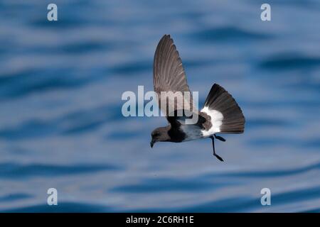 Storm-Petrel (Fregetta grallaria). Gara: Segethi; nutrimento sull'Oceano Pacifico vicino alle Isole Juan Fernandez, Cile 2020 marzo Foto Stock