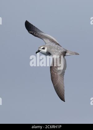 Il Petrel di DeFilippi (Masatierra) (Pterodroma defilippiana), vista dorsale, sorvolando la corrente di Humboldt, vicino alle Isole Juan Fernandez, Cile, marzo 2020 Foto Stock