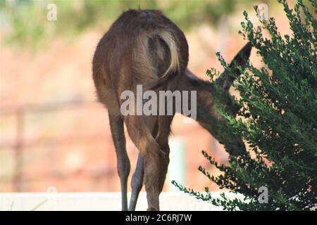 Primo piano di Mule Deer Doe pascolo allo Zion National Park, Utah Foto Stock