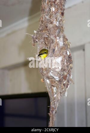 Femmina uccello da sole con spalle di ulivo (Cinnyris jugularis) su uova in nido sospeso all'interno di un cottage Queenslander, Cairns, Queensland, Australia. No PR Foto Stock