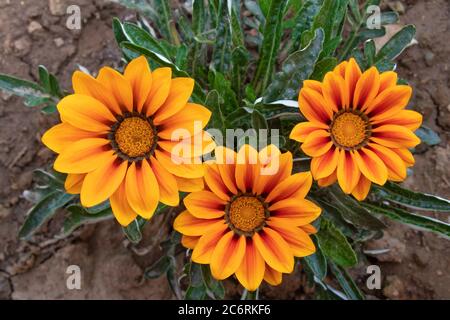 Bella gazania linearis giallo fiori fioritura in giorno luminoso. Foto Stock