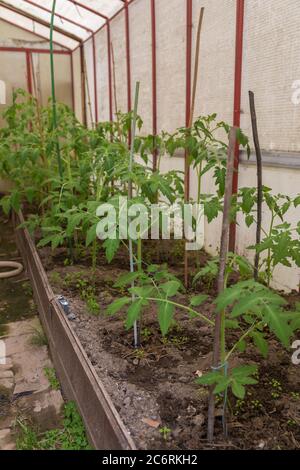 serra con piantine di pomodoro nel giardino di una casa di campagna. Foto Stock
