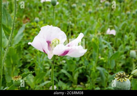 Primo piano della testa di un papavero di oppio, nome latino Papaver somniferum, che cresce in un campo in Hampshire, Regno Unito. Il raccolto è usato per produrre la mor medicinale Foto Stock