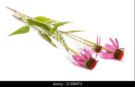 Echinacea purea o porpora orientale, porpora violetta, hedgehog coneflower, o echinacea isolato Foto Stock