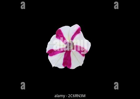 tagliare viola petunia bianco fiore bipinnatus isolato su sfondo nero. Foto immagine Foto Stock