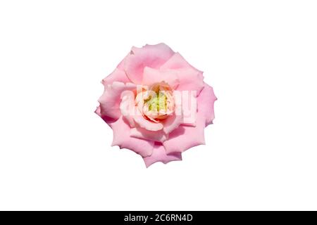 Rosa fiore isolato con maschera di ritaglio su sfondo bianco. Foto immagine Foto Stock
