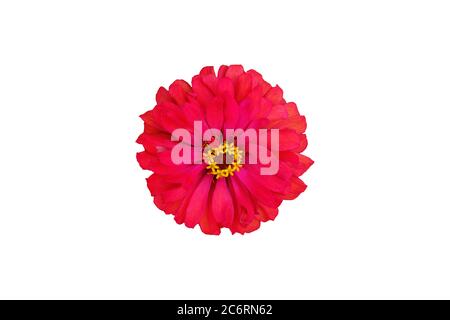 zinnia rossa elegans dahlia fiore isolato. Foto immagine Foto Stock