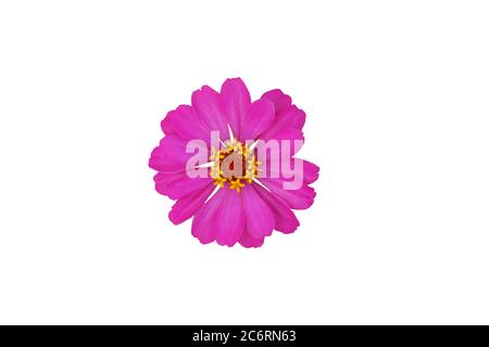 rosa zinnia elegans dahlia fiore isolato. Foto immagine Foto Stock