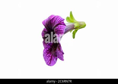 Vista laterale viola petunia bipinnatus fiore tagliato su sfondo nero. Foto immagine Foto Stock