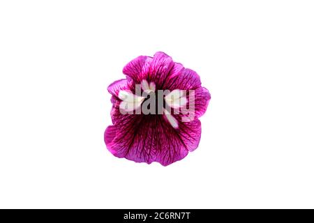 Primo piano di boccoli viola di petunia bipinnatus fiore tagliato su sfondo nero. Foto immagine Foto Stock
