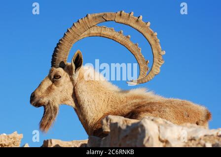 Stambecco sul bordo del cratere Machtesh Ramon nella città di Mitzpe Ramon in Israele Foto Stock