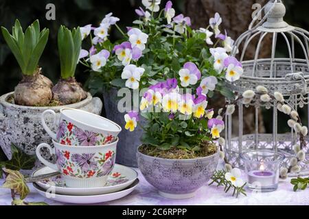 decorazione giardino d'epoca con fiori primaverili in bianco e viola e tazzine Foto Stock