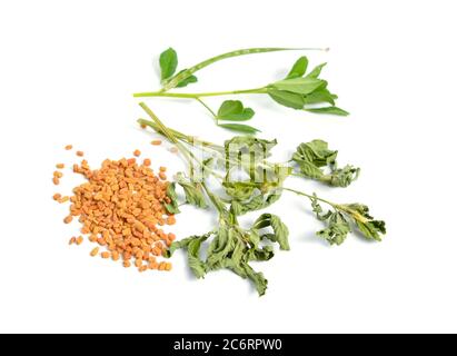 Fenugreek o Trigonella foenum-graecum. Verde ang pianta essiccata con seme. Isolato su sfondo bianco Foto Stock