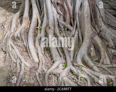 tronco marrone di sfondo foresta di banyan tree Foto Stock