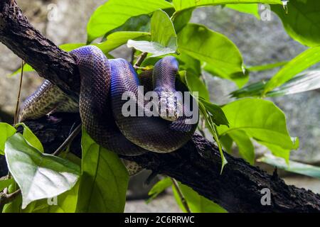 Il python di Macklot (Loriasis mackloti) è una specie di python, un serpente non venoso della famiglia Pythonidae. Foto Stock