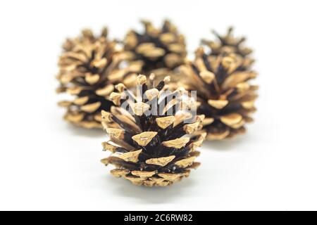 Un gruppo di coni di pino, con una profondità di campo poco profonda Foto Stock
