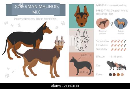 Cani da designer, crossbreed, mix ibrido raccolta di pouches isolato su bianco. Infografica sulla clipart di Doberman malinois mix stile piatto. Illustrazione vettoriale Illustrazione Vettoriale